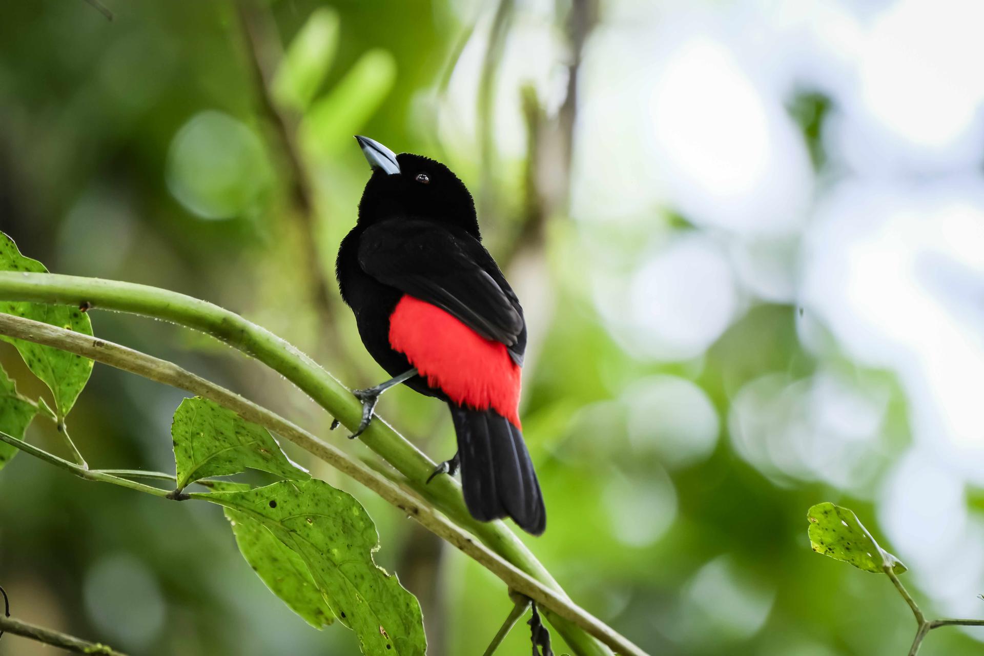 Fotografía de un ave 'sargento' dentro de la reserva biológica la Selva en la zona de Sarapiquí, el 27 de junio de 2023, al noreste de San José (Costa Rica). EFE/ Jeffrey Arguedas