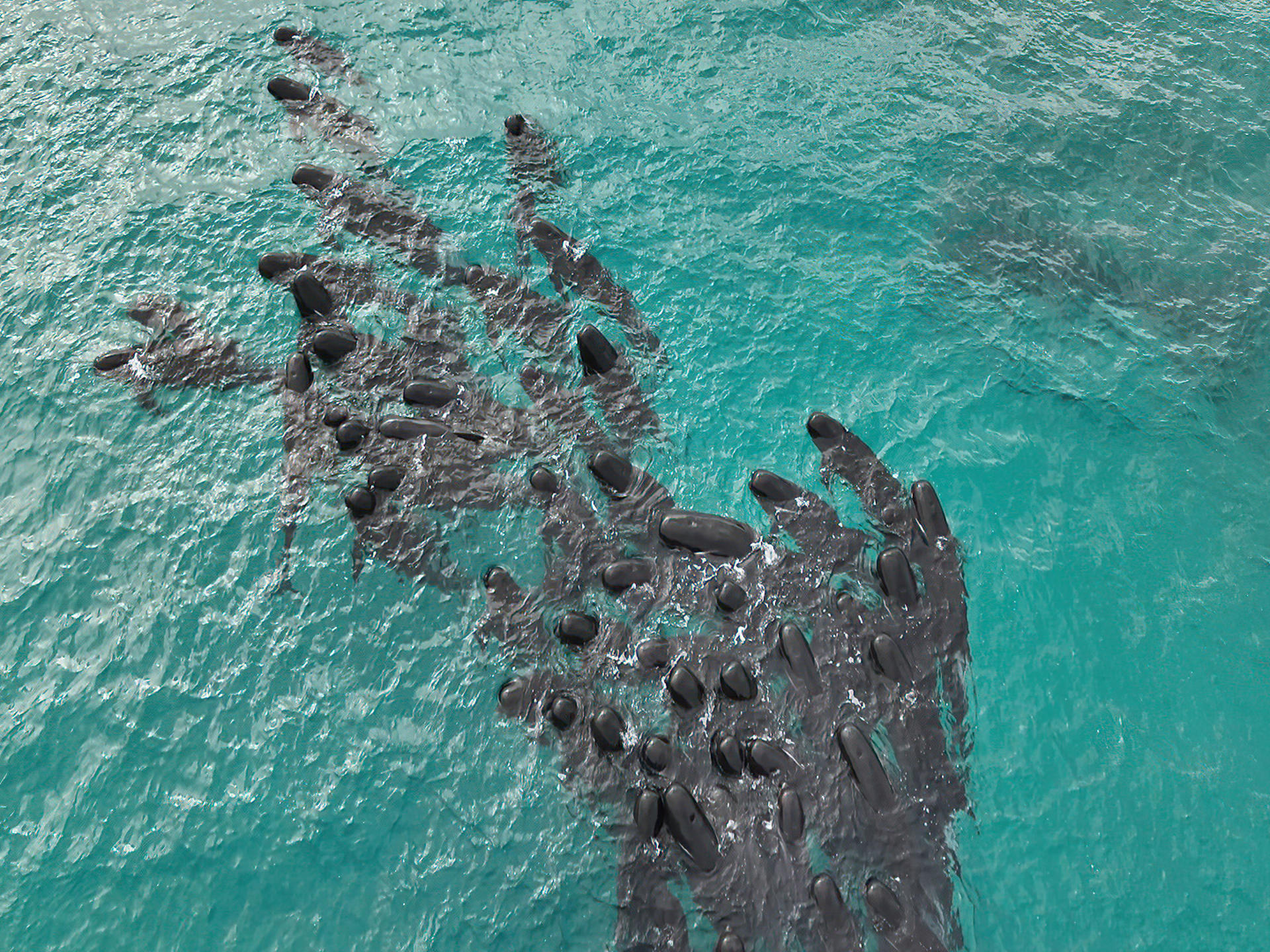51 pilot whales die after stranding in West Australia EFE Noticias