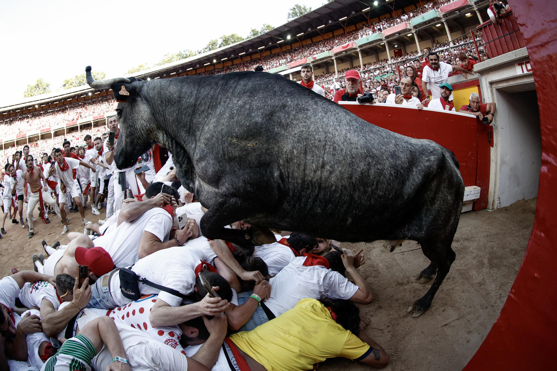 A young calf charges a runner at the bullring after the third bullrun of Sanfermines, with bulls of Cebada Gago ranch, in Pamplona, northern Spain, 09 July 2023. EFE/Jesus Diges