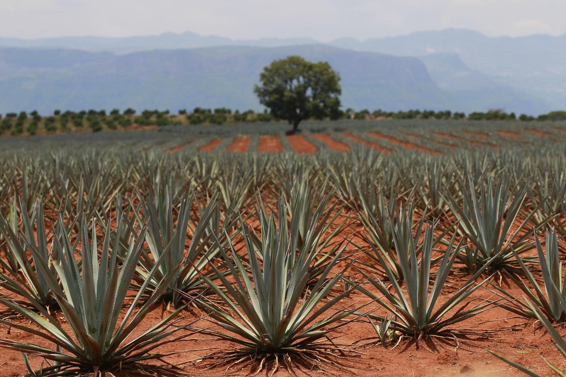 Photograph of agave fields in the town of Tequila, Jalisco (Mexico). EFE/ Francisco Guasco
