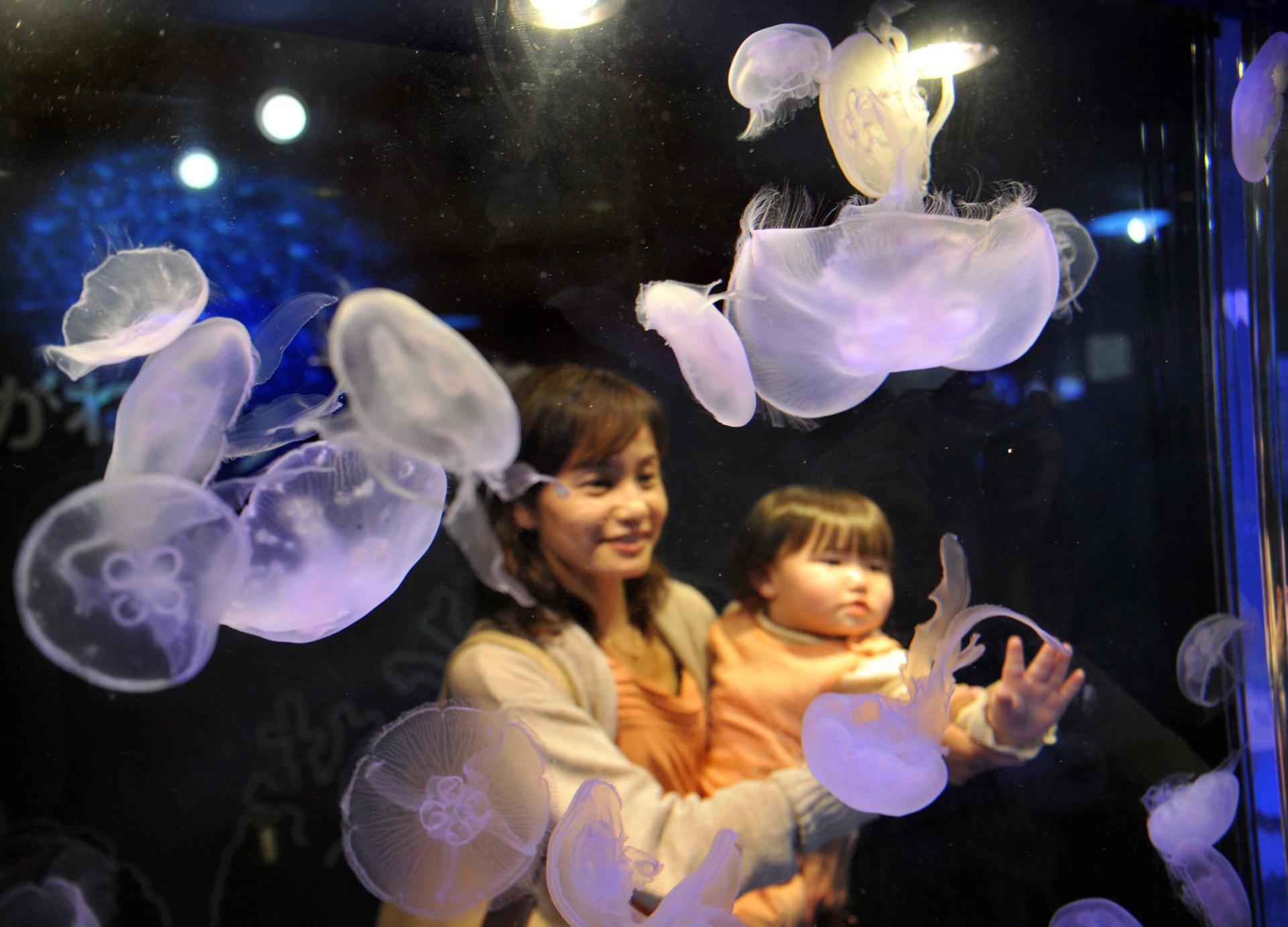 A mother and her baby watch Moon Jellyfish swimming in the water at a Tokyo aquarium, Japan, 03 May 2012. EPA-EFE FILE/KIMIMASA MAYAMA
