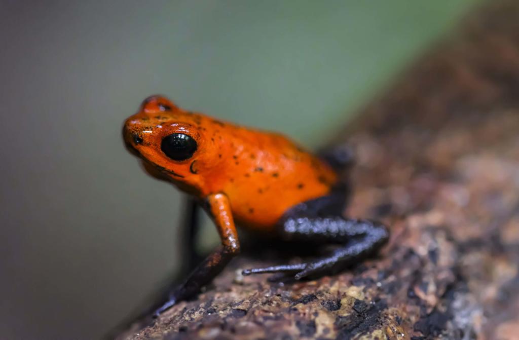Fotografía de una rana roja dentro de la reserva biológica la Selva en la zona de Sarapiquí, el 27 de junio de 2023, al noreste de San José (Costa Rica). EFE/ Jeffrey Arguedas
