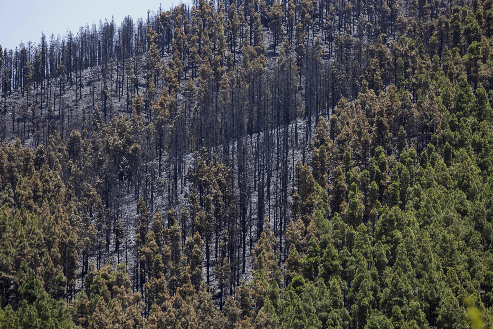 Zona de El Cortijo de las Huertas, en Tejeda (Gran Canaria), donde este martes se inició un incendio que ha quemado 480 hectáreas y que ha quedado estabilizado esta madrugada. EFE/ Quique Curbelo