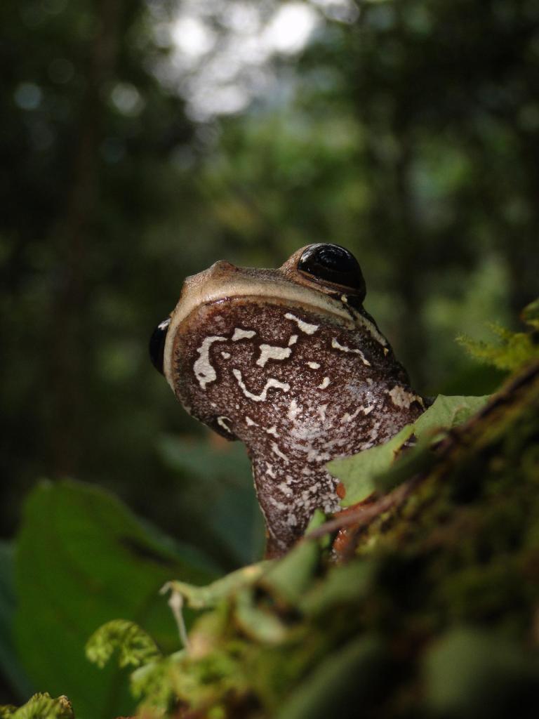 Fotografía sin fecha cedida hoy por el Servicio Nacional de Áreas Naturales Protegidas por el Estado (Sernanp), que muestra una nueva especie de rana que habita la selva alta de Perú central. EFE/Sernanp
