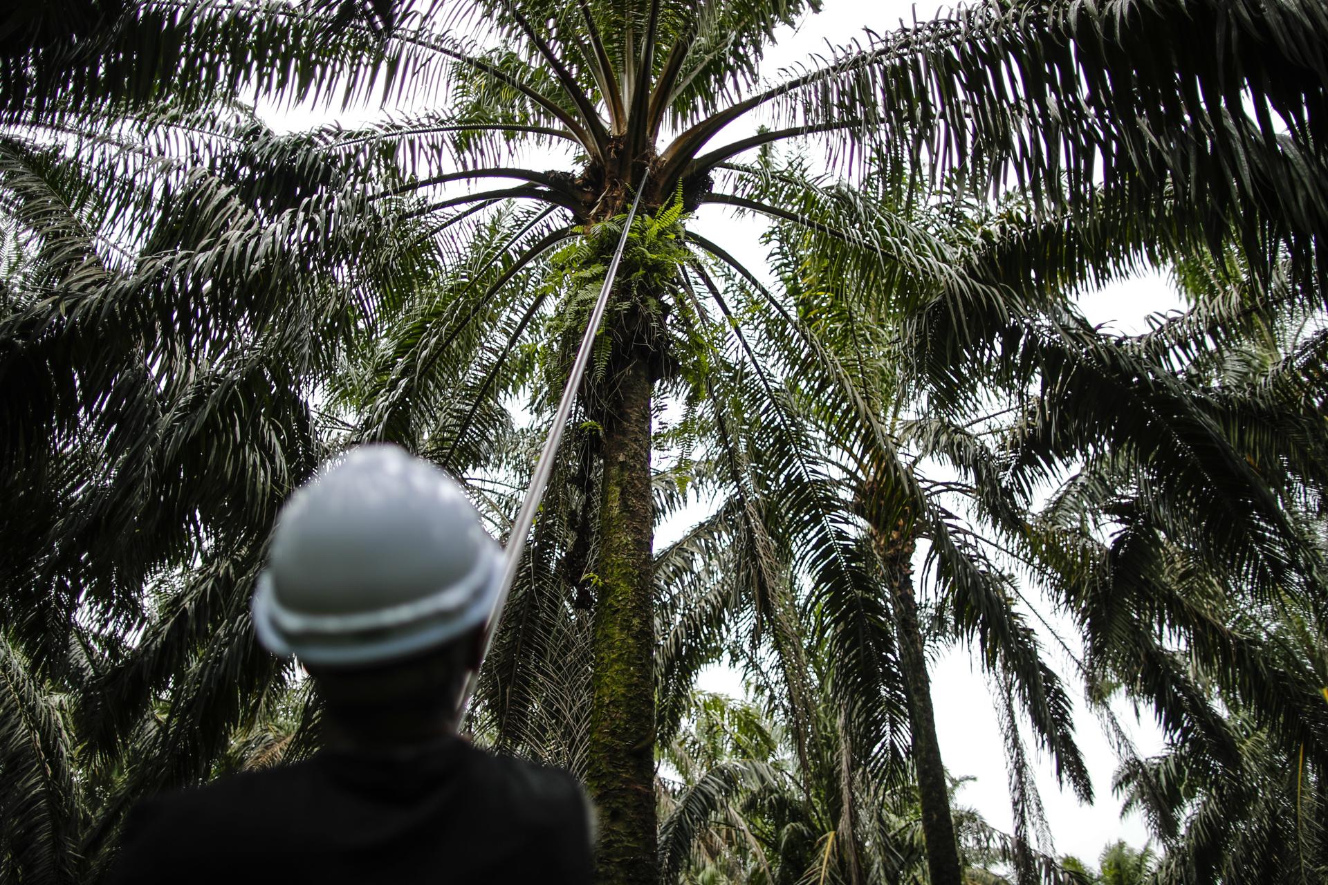 A worker collects palm fruits at a palm oil plantation in Sabak Bernam, Selangor, Malaysia, 21 July 2023 (issued 28 July 2023). EFE/EPA/FAZRY ISMAIL ATTENTION: This Image is part of a PHOTO SET
