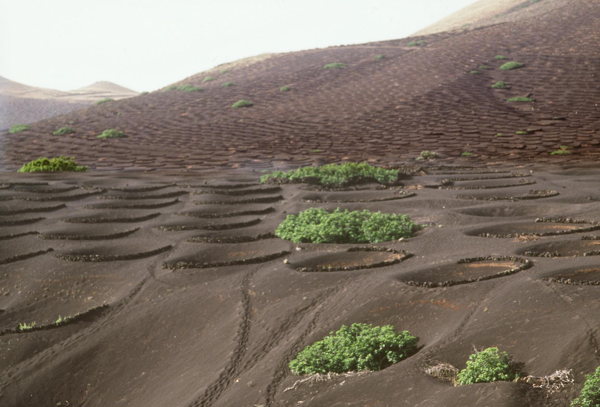 La zona de la Geria es una muestra de cómo se cultiva sacando el máximo partido a la tierra negra y la humedad de esta parte de la isla de Lanzarote .EFE/pm