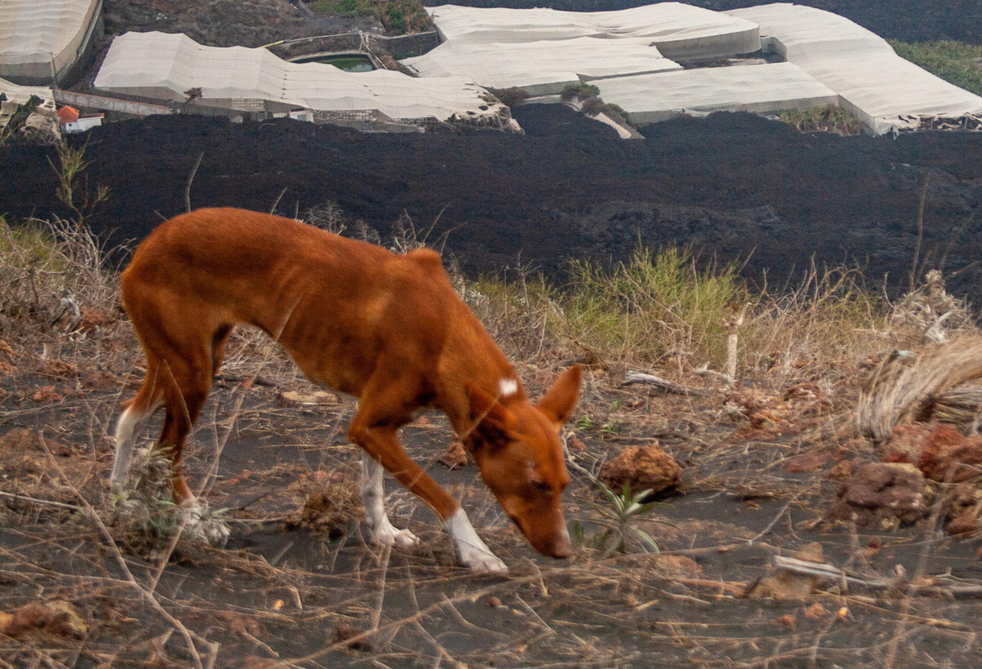 Foto de archivo de un perro en la montaña de La Laguna, en La Palma. EFE/Luis G. Morera