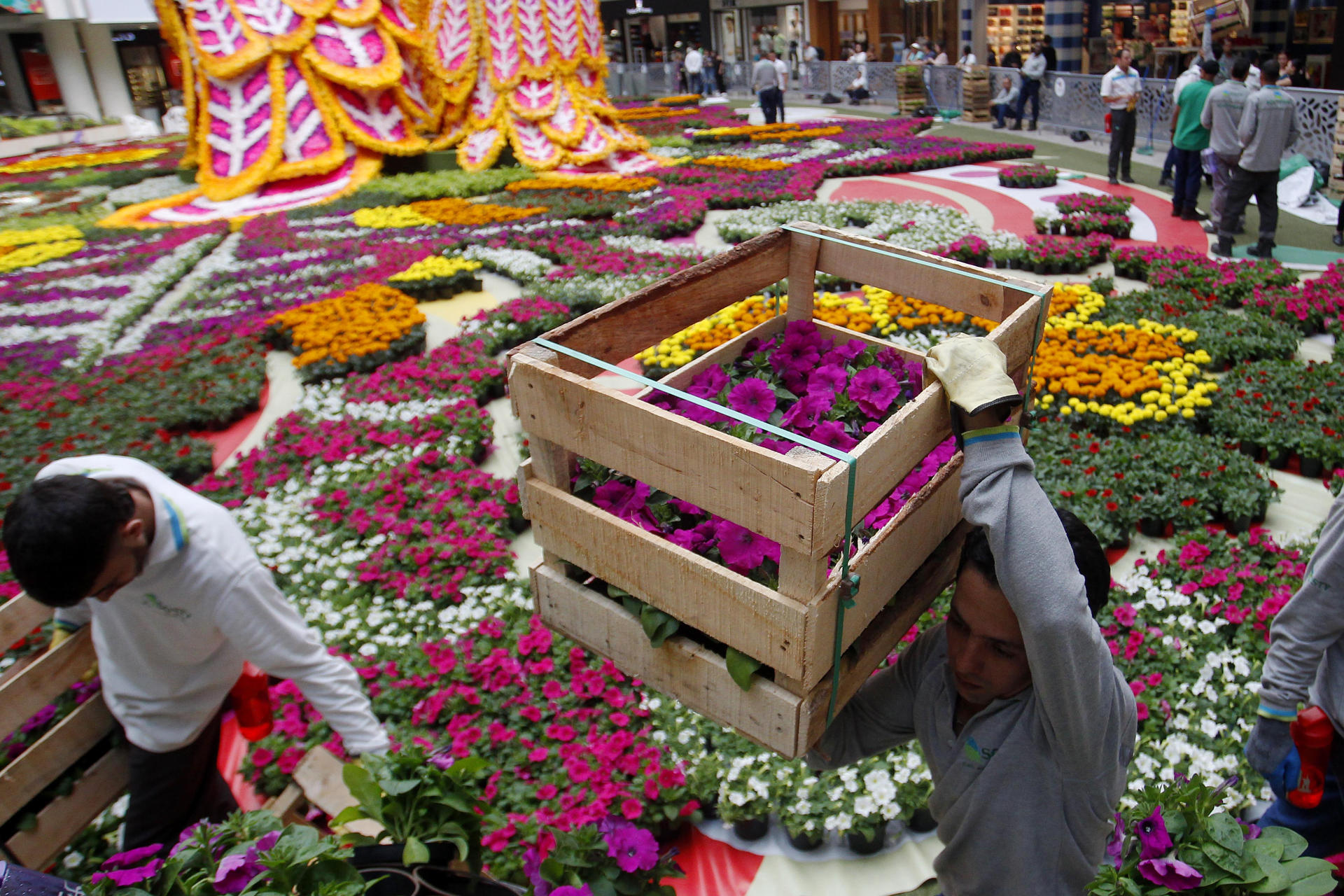 Workers prepare the flower tapestry at the Santafé shopping centre on 24 July 2023 in Medellín, Antioquia (Colombia). EFE/Luis Eduardo Noriega A
