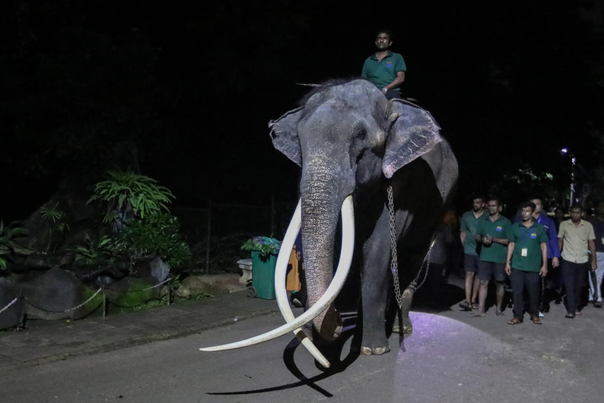 Elephant keepers led an ailing Thai elephant named Sak Surin, also known as 'Muthu Raja', to the flight cage for his flight back to Thailand from the National Zoological Garden in Dehiwala Suburb of Colombo, Sri Lanka, 01 July 2023. EFE-EPA/CHAMILA KARUNARATHNE