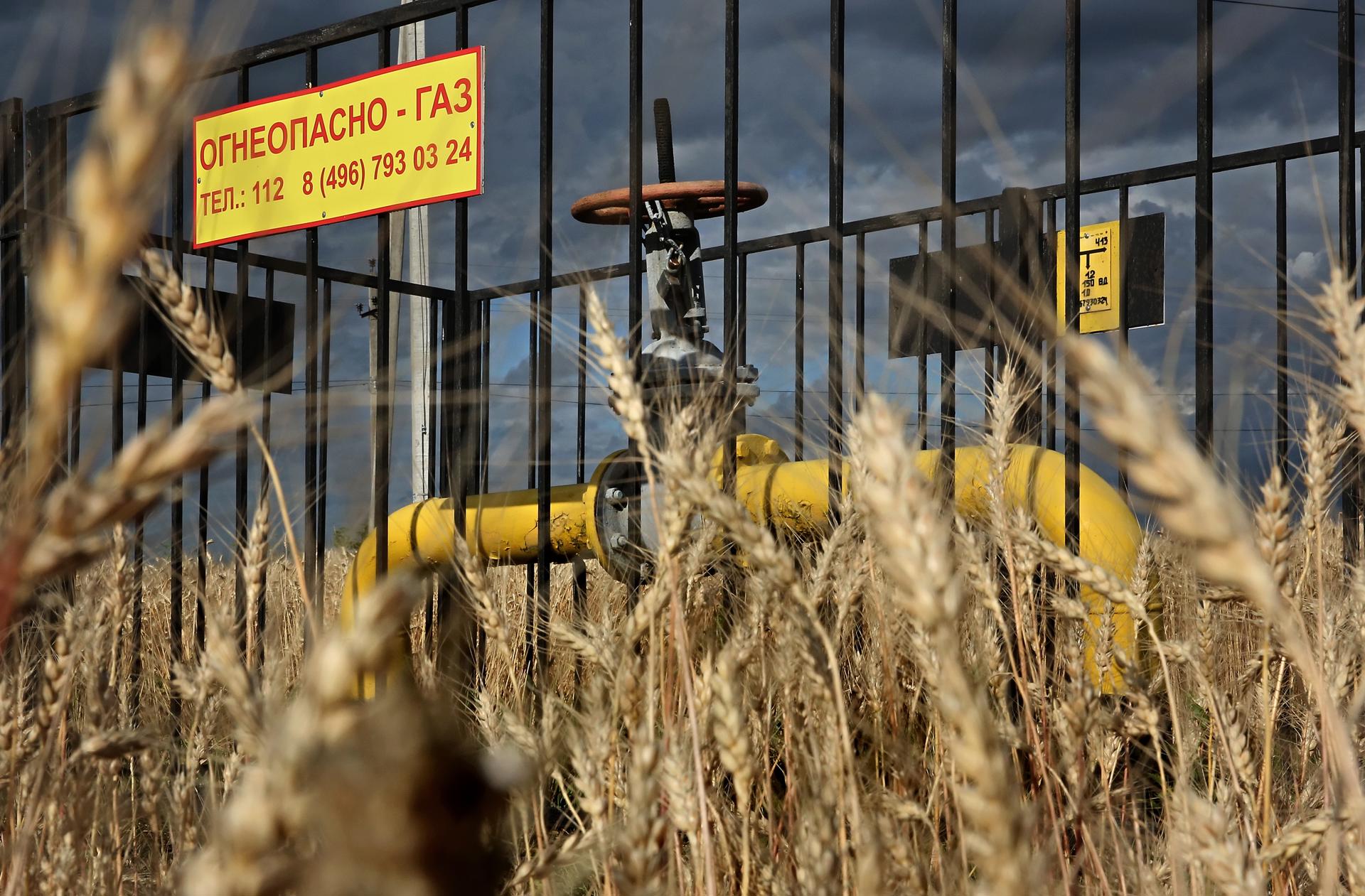 A sliding valve on the Russian Gazprom pipe supplying gas to residential buildings with a plate read as 'GAS' in a wheat field in Domodedovo, outside Moscow, Russia, 20 July 2023. EFE/EPA/MAXIM SHIPENKOV
