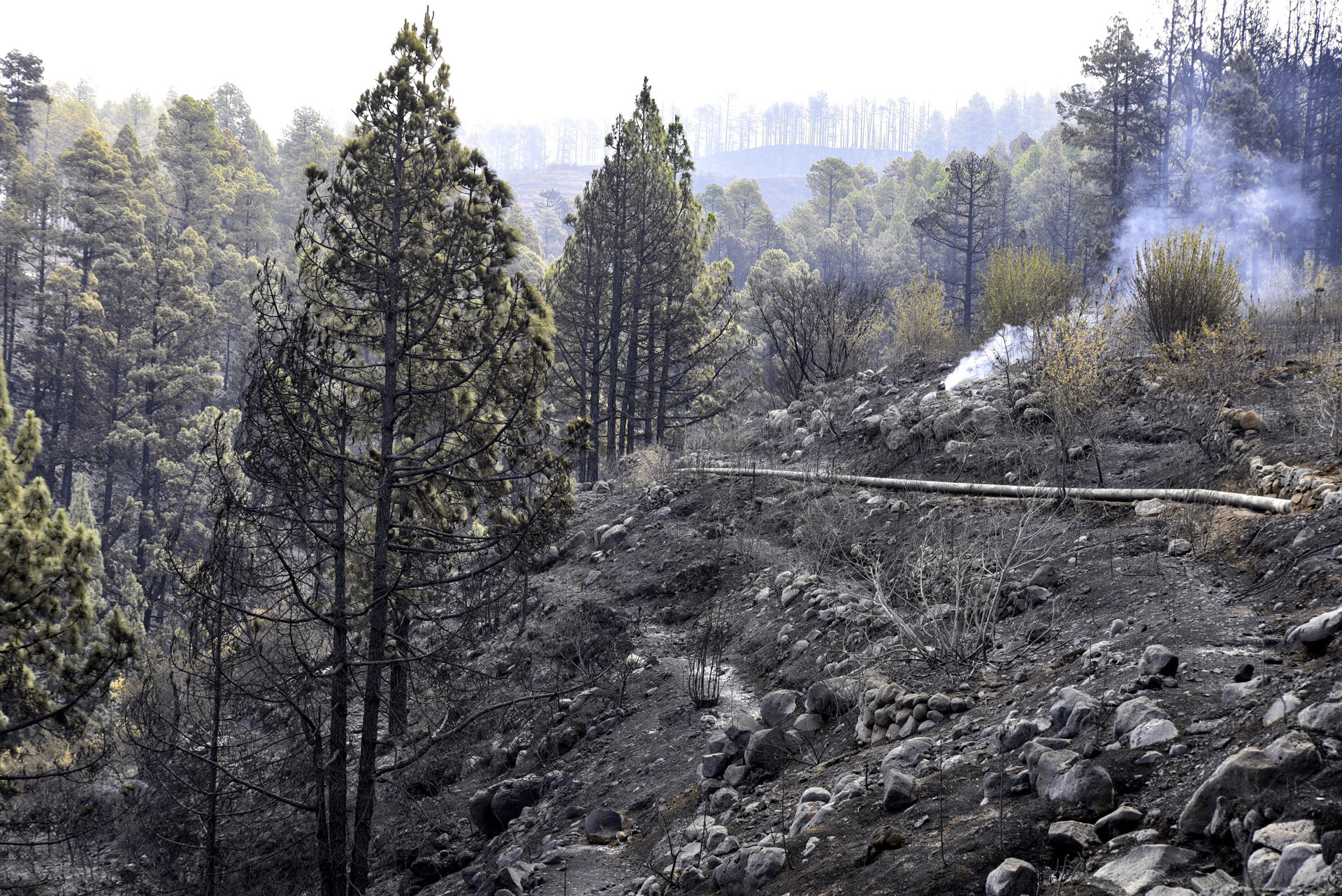 Imagen de archivo de los daños ocasionados por el incendio forestal de La Palma en el municipio de Tijarafe. EFE/Miguel Calero