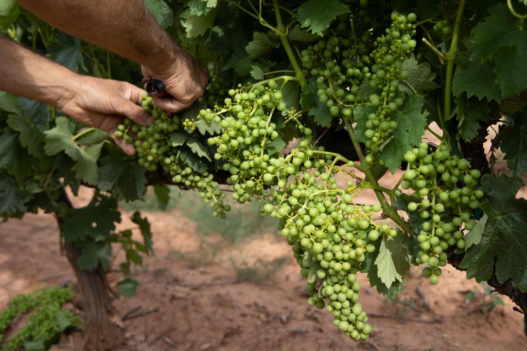 The green harvest returns this July to La Rioja in order to recover the balance between supply and demand due to the high level of stocks in the wineries.  EFE/Raquel Manzanares