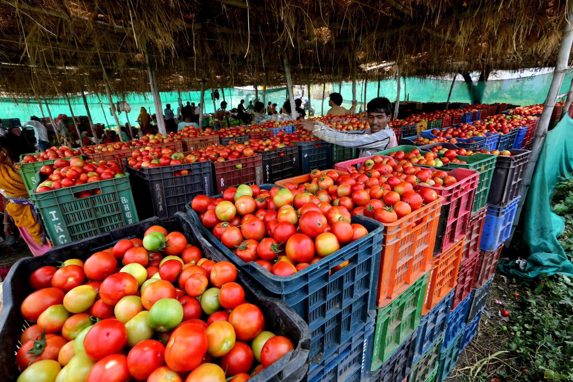 A file picture showing an tomatoes near a farm, at Aamon village in Seahore district, about 125km from Bhopal, India. EPA/EFE/FILE/SANJEEV GUPTA
