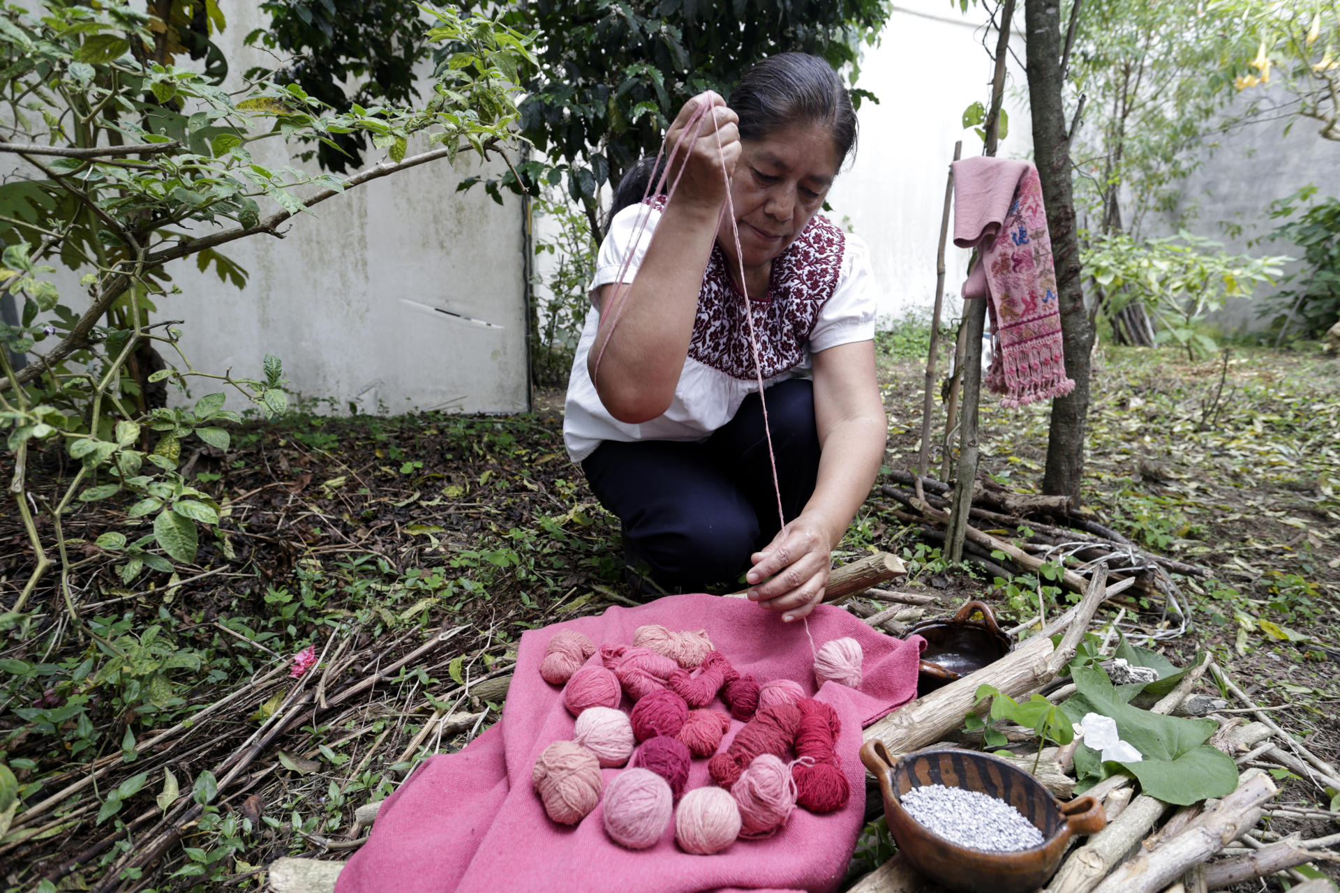 La artesana Rosa Hernández, muestra el proceso de recolección de la grana cochinilla el 8 de julio de 2023, en un criadero del municipio de Hueyapan, Puebla (México). EFE/Hilda Ríos