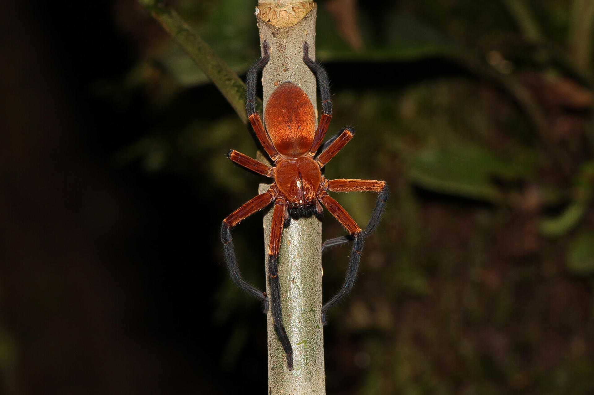 Fotografía cedida hoy por Pedro Peñaherrera que muestra a la araña cangrejo gigante, recién descubierta en el Parque Nacional Yasuní (Ecuador). EFE/Pedro Peñaherrera