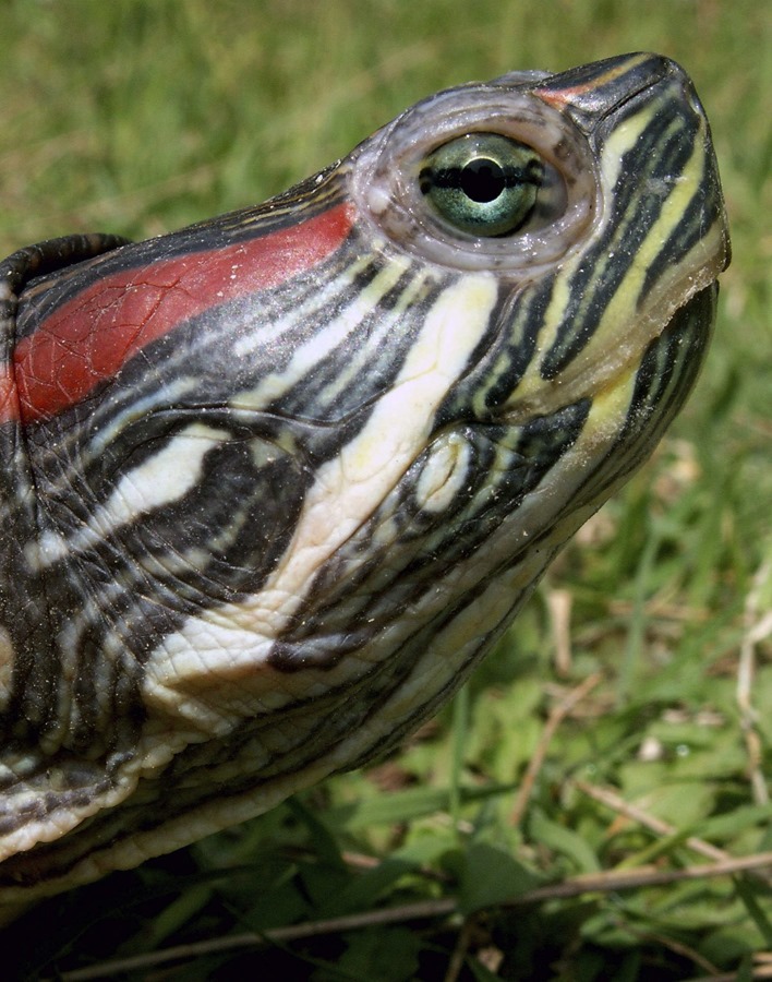 Fotografía de una tortuga de Florida
