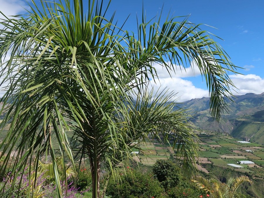 Fotografía de la palma de cera en la "Montaña de Luz", en julio de 2023, en Imbabura (Ecuador). EFE/Juan Francisco Chávez