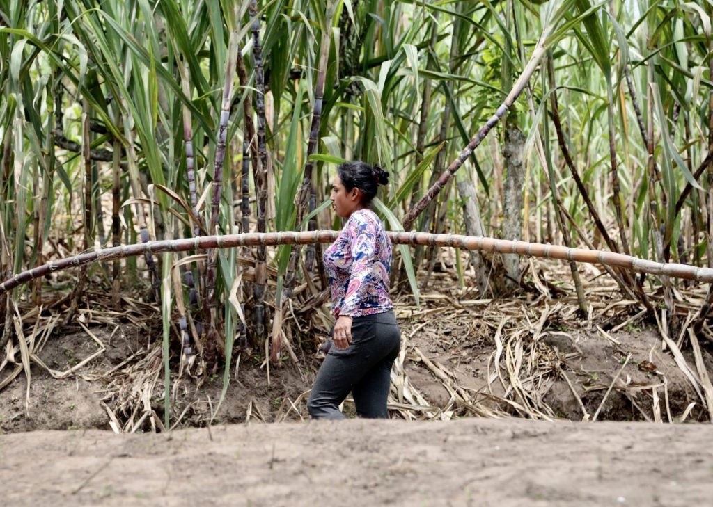 Una mujer sostiene una caña de azucar, el 3 de agosto de 2023, en la localidad rural de Pacto (Ecuador). EFE/Santiago Fernández