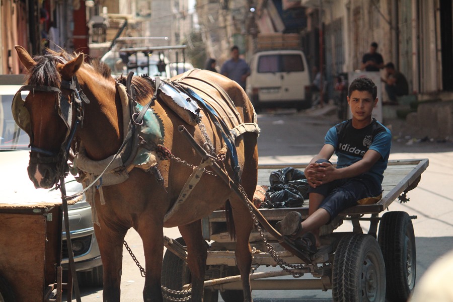 Un caballo arrastra a un joven trabajador y su carro en Gaza.