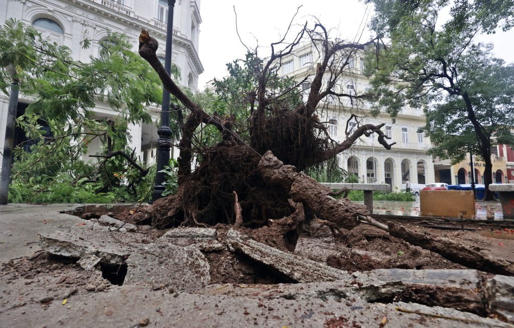 Vista hoy de un árbol derribado por los vientos asociados a la tormenta tropical Idalia, en La Habana (Cuba). EFE/Ernesto Mastrascusa