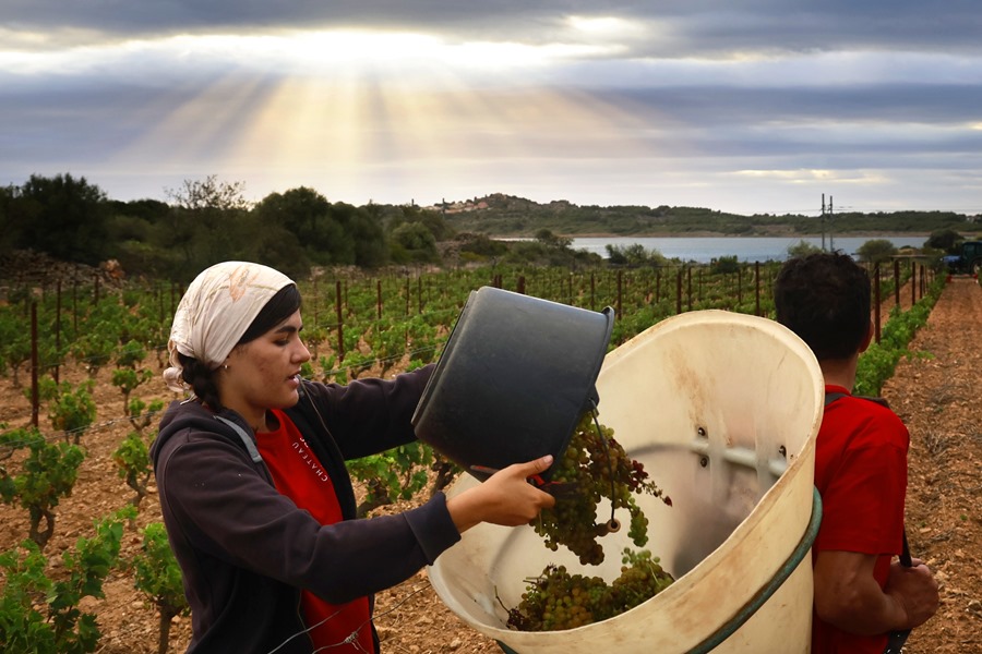 Una vendimiadora llena una cesta de uvas de "moscatel blanco" en el viñedo del "Campo de las hermanas" durante el primer día de vendimia este jueves en Fitou.