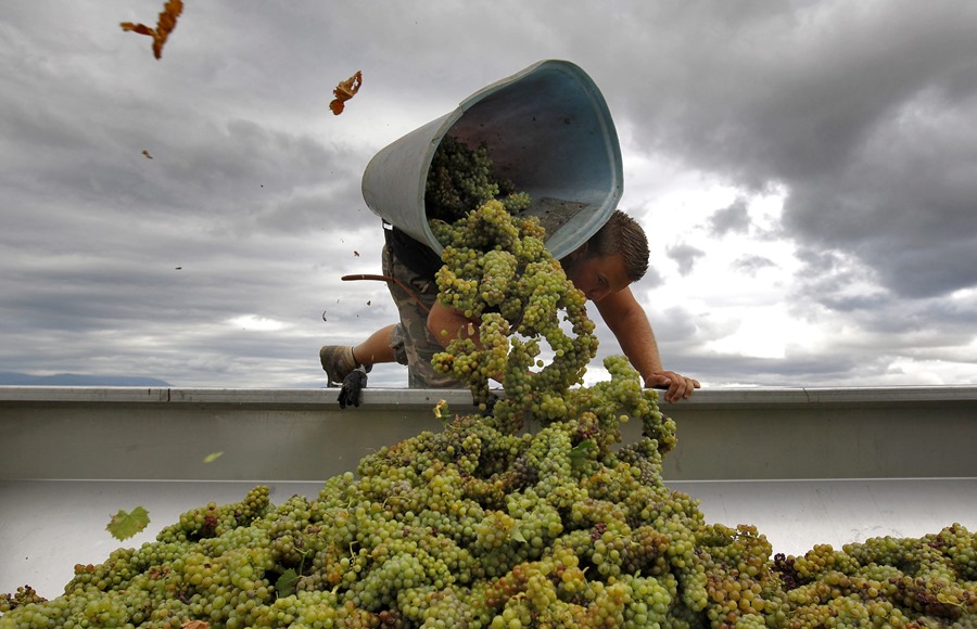 Un agricultor vendimia uva moscatel en los viñedos de "Domaine de Rombeau" de Rivesaltes, (Francia).