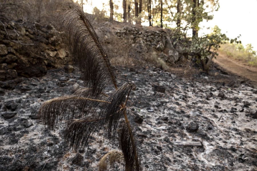 Andalucía hectáreas quemadas