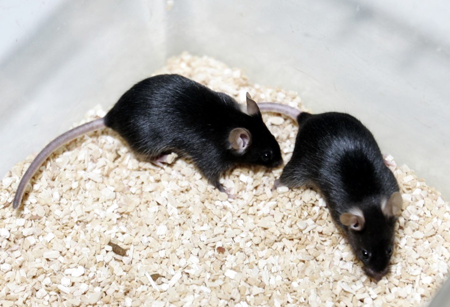 A drug improves the efficacy against melanoma in mice