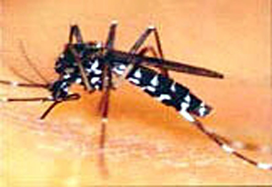 Ejemplar de mosquito tigre, una especie que ha sido encontrada por primera vez en Galicia.