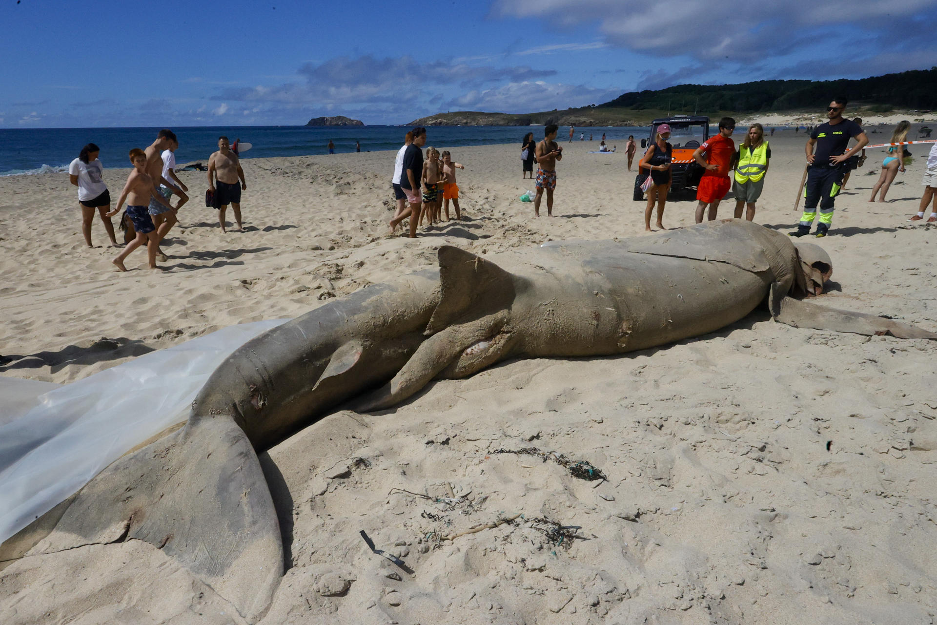Una cría de tiburón peregrino de 10 metros y cuatro tonelada de peso aparece ayer varada en la playa de Doniños de Ferrol. EFE/Kiko Delgado