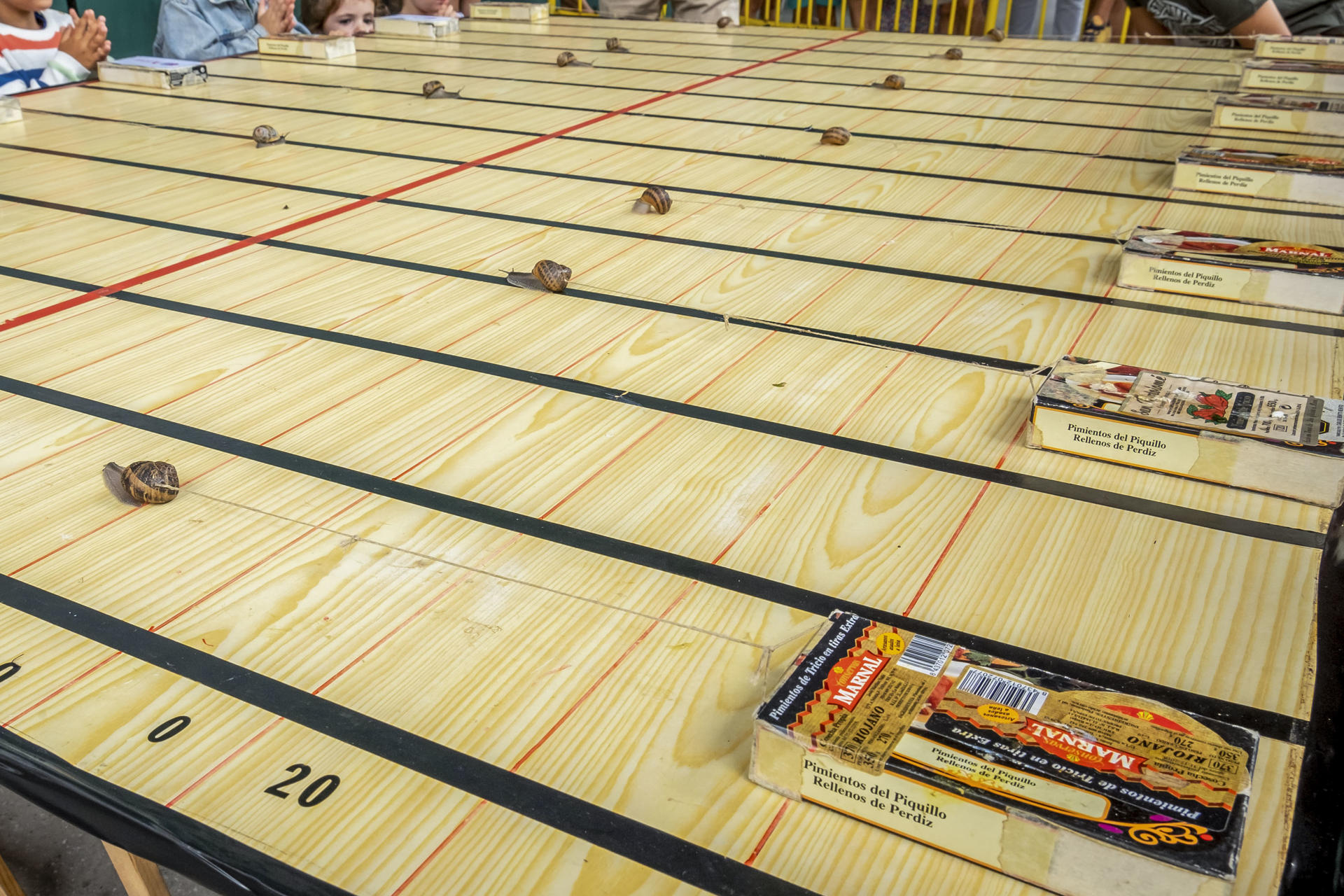 Casi un centenar de caracoles participan este sábado en la carrera de caracoles de Tricio. La prueba consiste en que cada ejemplar arrastre una lata de espárragos de 300 gramos, unas 40 veces su propio peso, que lleva pegada a su caparazón. Caracolín, un molusco de la niña de 7 años Aitana Marco, ha sido el vencedor.EFE/Fernando Díaz