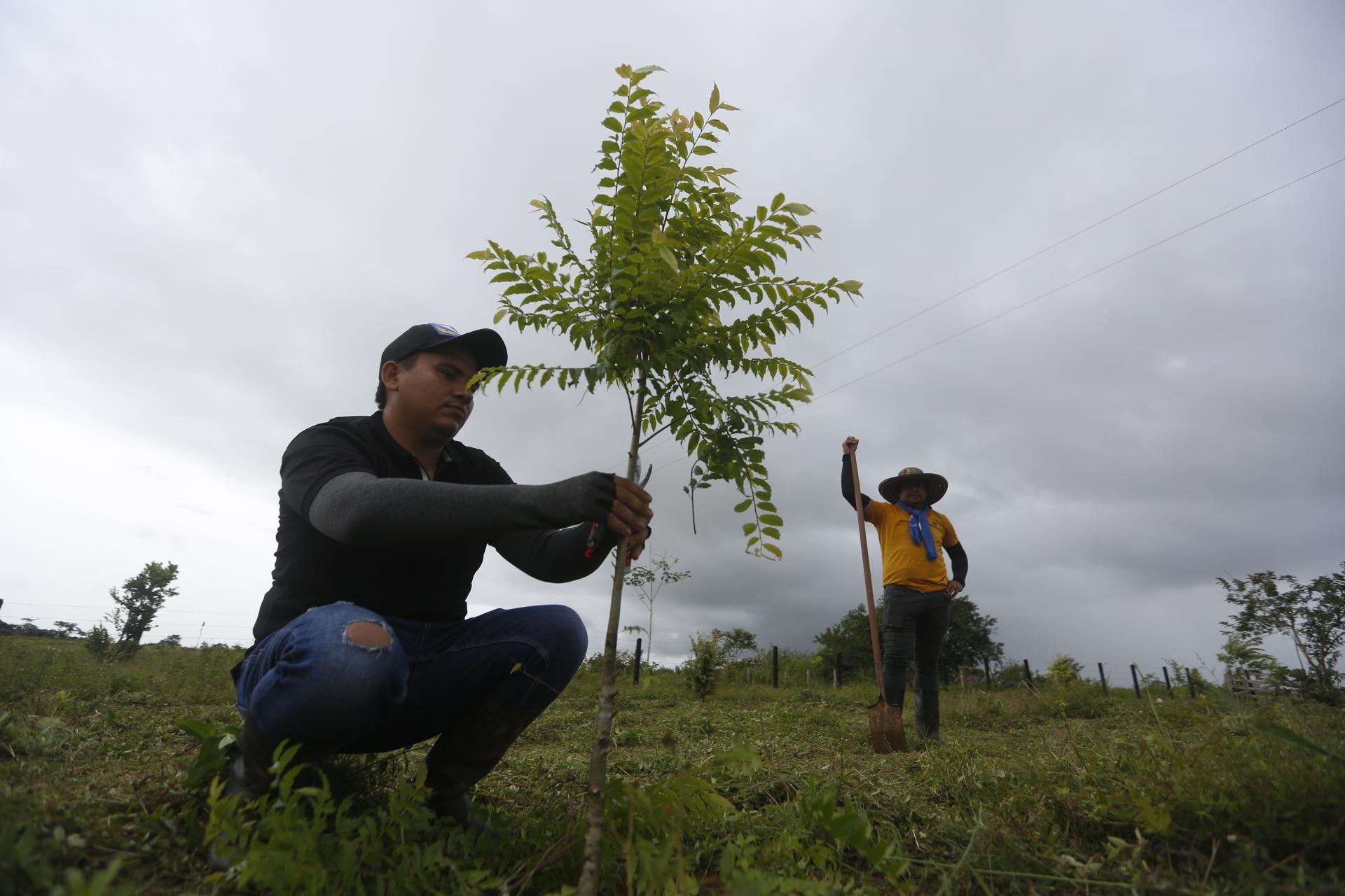 Un campesino limpia un árbol en crecimiento, el 10 de julio de 2023, en Calamar (Colombia). EFE/Ernesto Guzmán