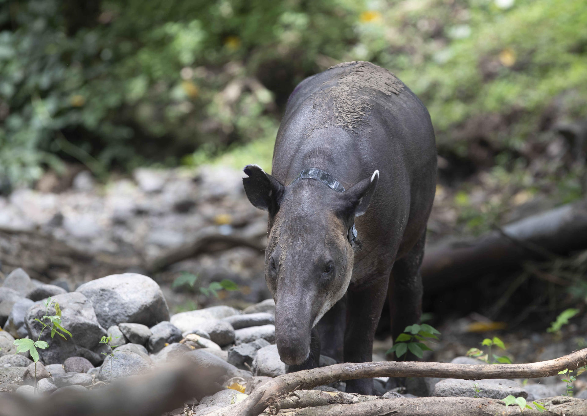 Photograph of a tapir (Danto), female, in the La Finca Los Cervantes private reserve in the city of Chinandega, Nicaragua 18 August 2023. A female tapir was released as part of a conservation program for the endangered species in the city of Chinandega. EFE/Jorge Torres
