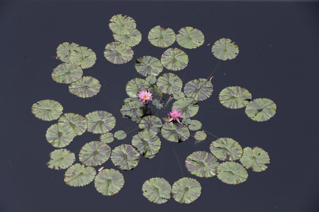 Fotografía de una flor acuática en el Jardín Botánico de Cali, hoy, en Cali (Colombia). EFE/Ernesto Guzmán
