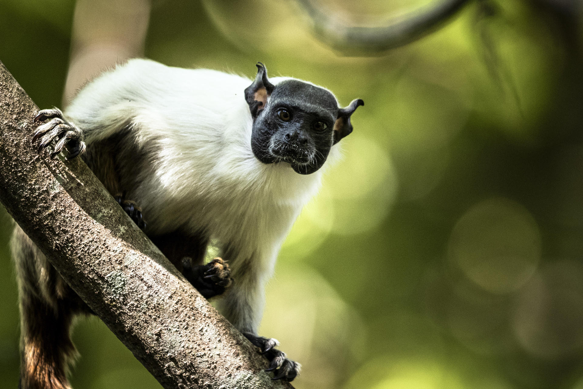 A view of a pied tamarin in a protected area of Manaus, Brazil, on 26 July 2023. EFE/Raphael Alves