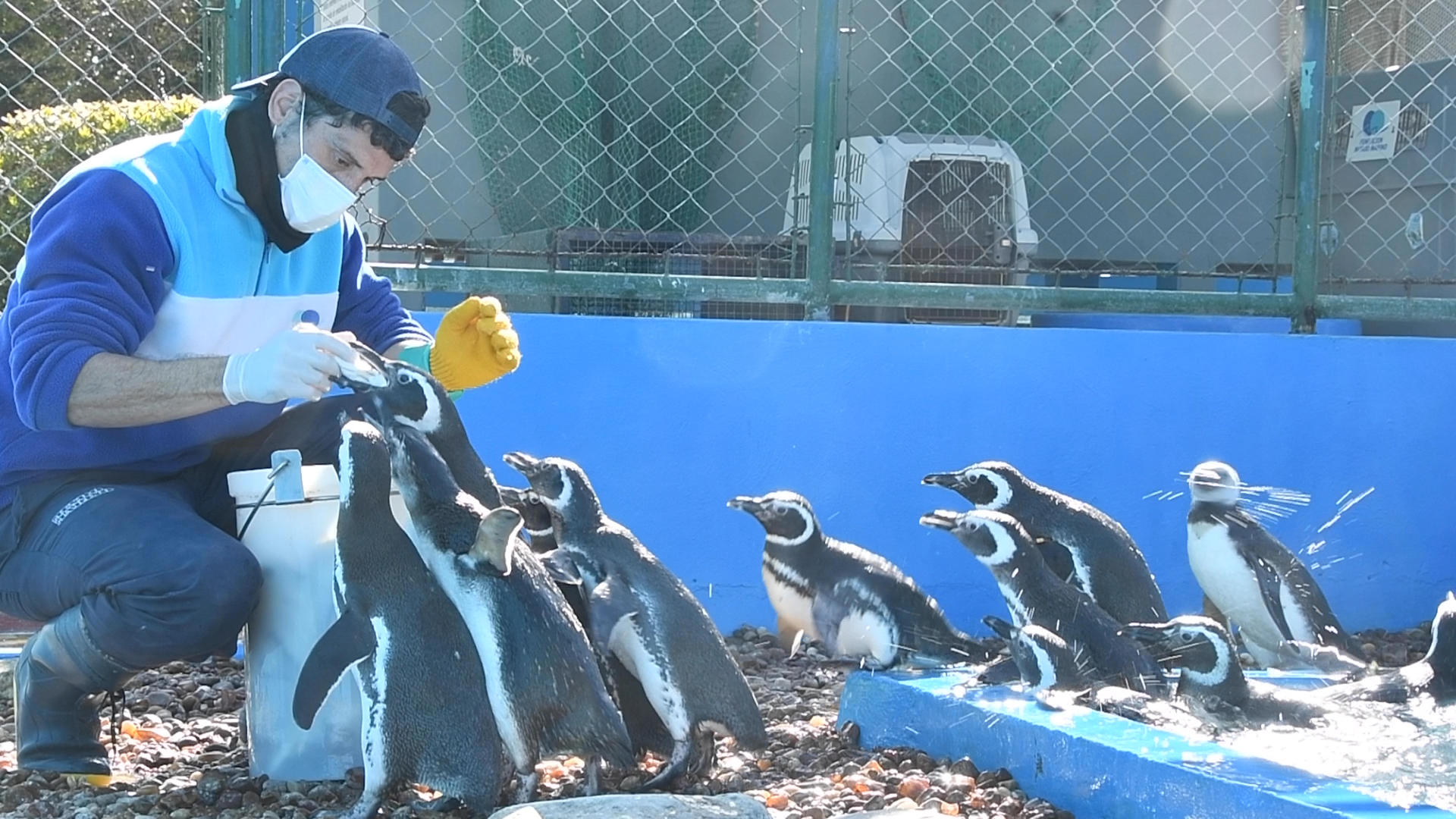 A photo provided by the Mundo Marino Foundation that shows one of its workers feeding a group of penguins. EFE/ Mundo Marino Foundation