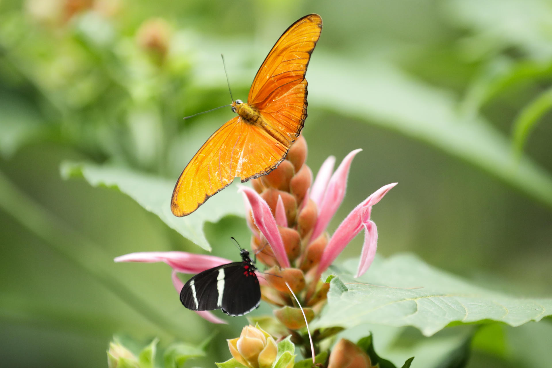 A view of a Dryas iulia butterfly at the Mariposario Cerro La Vieja butterfly farm in Penonome, Panama, on 10 August 2023. EFE/Bienvenido Velasco