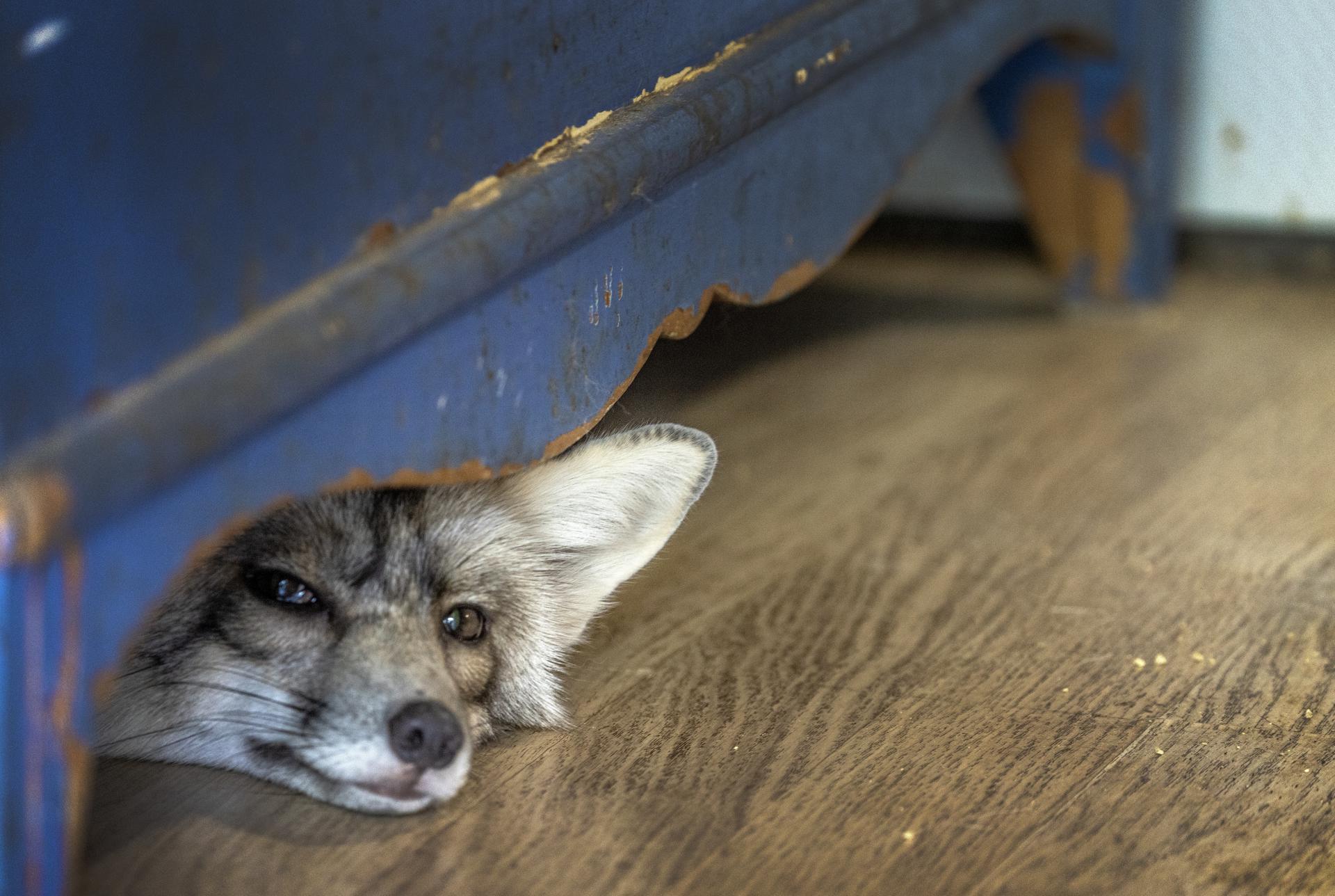 A fox gazes out from under a piece of furniture at the Pawsitive Beginnings shelter in Key Largo, Florida. CRISTOBAL HERRERA-ULASHKEVICH
