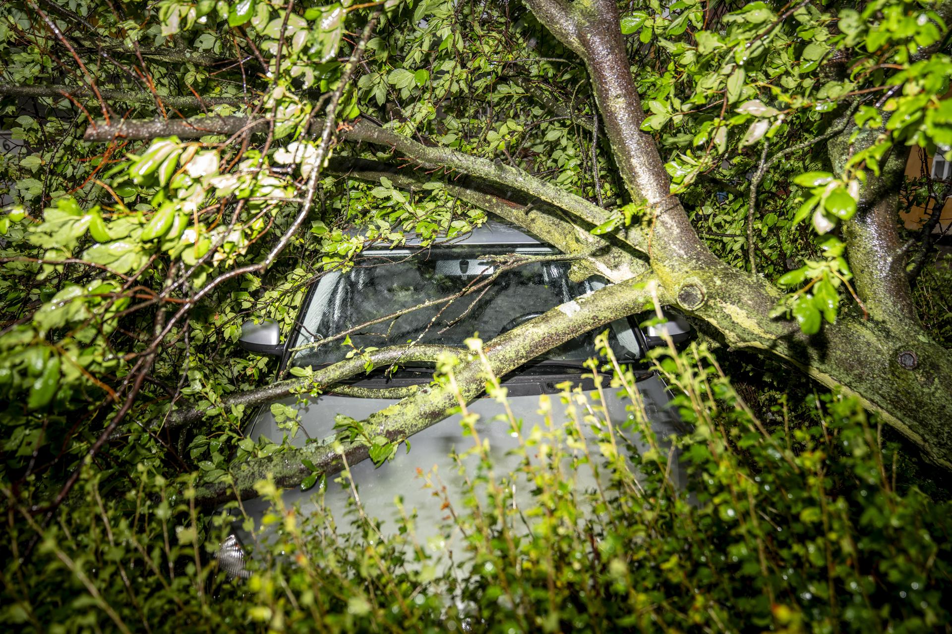 A tree fell on a car after a heavy storm hit Helsingor, Denmark, 07 August 2023. EFE/EPA/MADS CLAUS RASMUSSEN DENMARK OUT