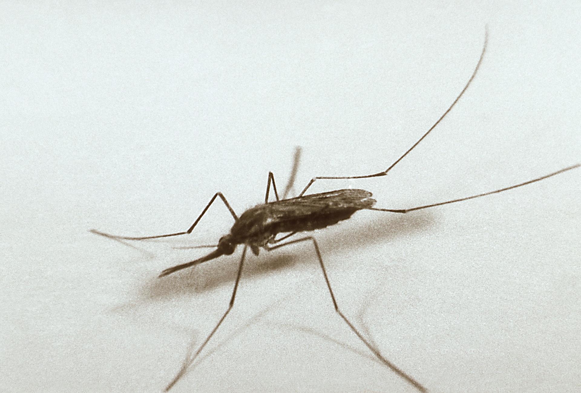 Una imagen del mosquito "Anopheles quadrimaculatus". EFE/Edward McCellan