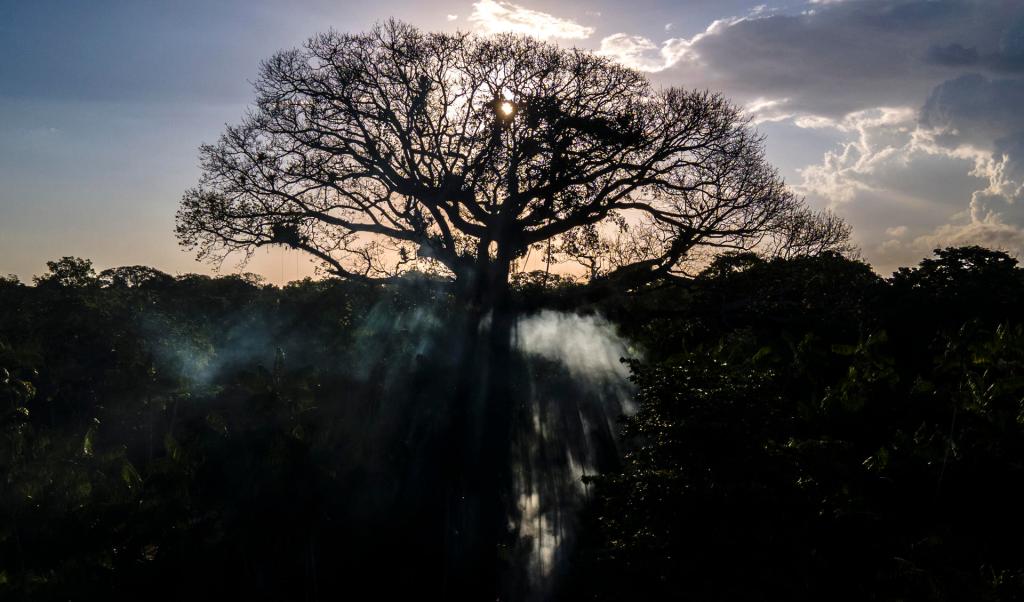 Fotografía aérea de un árbol en una zona de la floresta de la Amazonía, en el estado de Pará, norte de Brasil. EFE/Antonio Lacerda 
