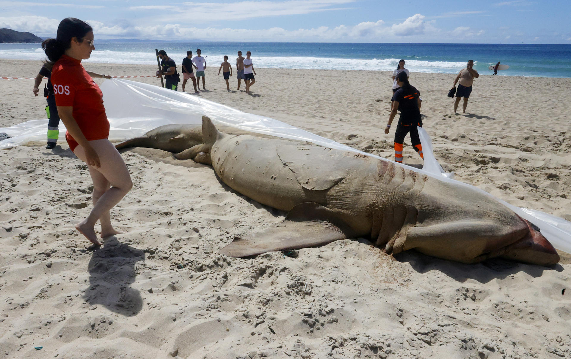 Una cría de tiburón peregrino de 10 metros y cuatro toneladas de peso aparece varada en la playa de Doniños de Ferrol. EFE/Kiko Delgado