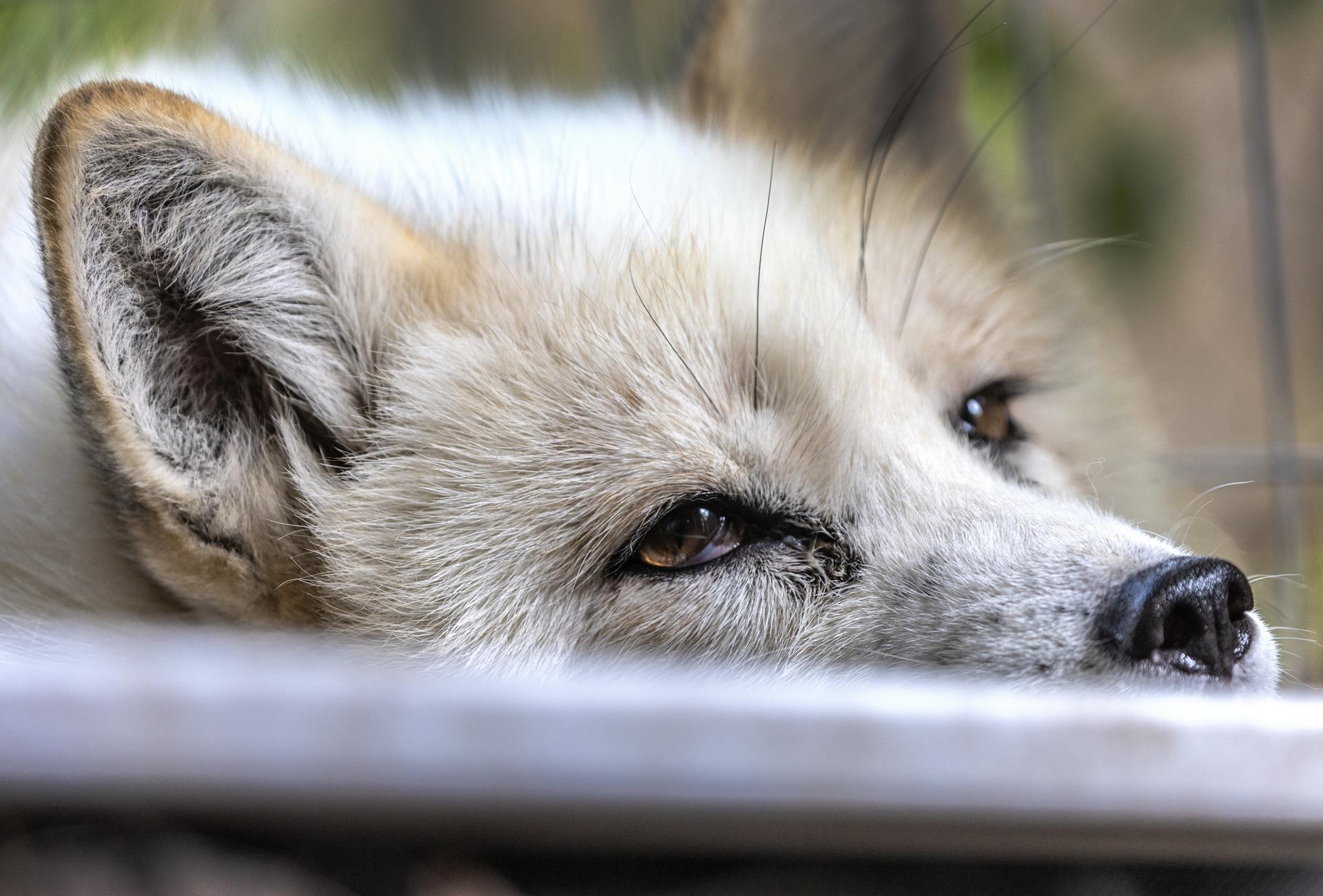 A fox relaxes at the Pawsitive Beginnings shelter in Key Largo, Florida. EFE/EPA/CRISTOBAL HERRERA-ULASHKEVICH