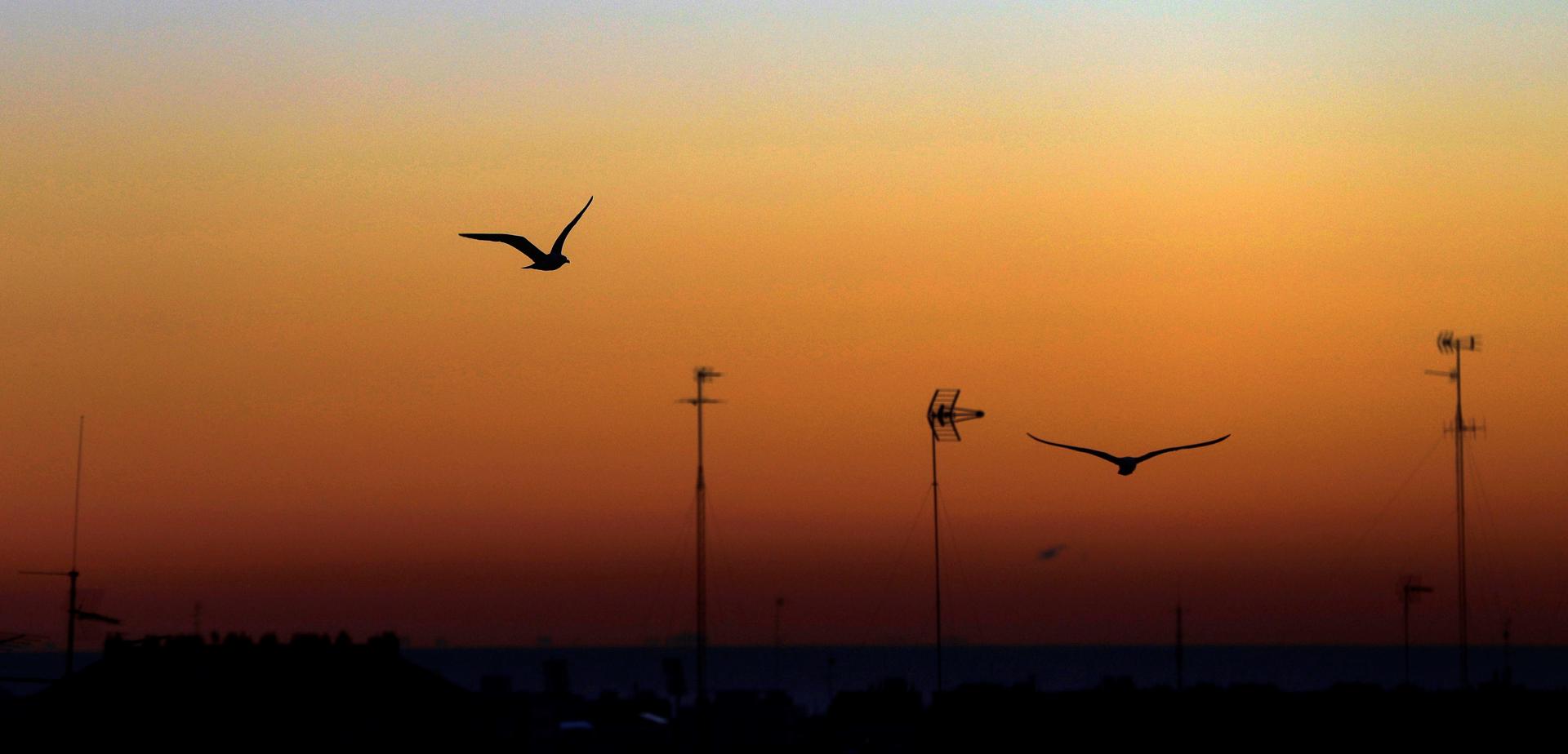 Dos gaviotas sobrevuelan al amanecer el horizonte de la ciudad de València. EFE/Kai Försterling/Archivo