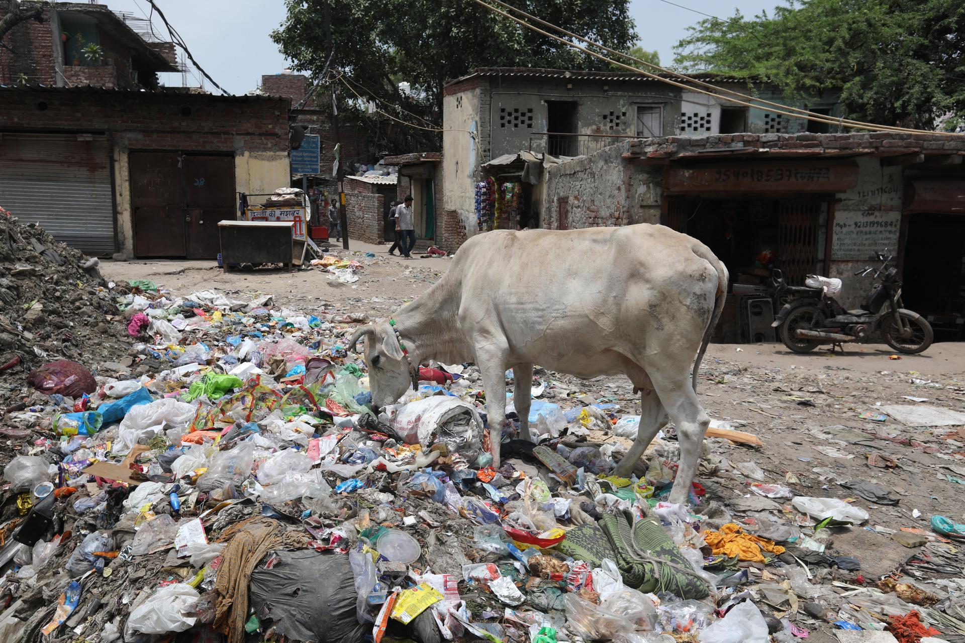 A cow grazes near the plastic waste dumped inside a drain in Taimoor Nagar in New Delhi, India, 25 May 2023. EFE/EPA/EFE/RAJAT GUPTA