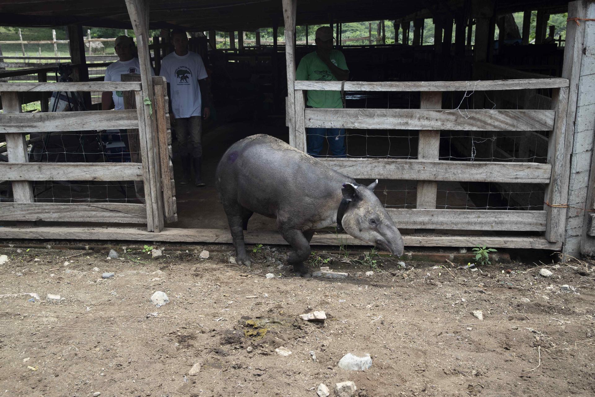 Photograph of a tapir (Danto), female, in the La Finca Los Cervantes private reserve in the city of Chinandega, Nicaragua 18 August 2023. A female tapir was released as part of a conservation program for the endangered species in the city of Chinandega. EFE/Jorge Torres
