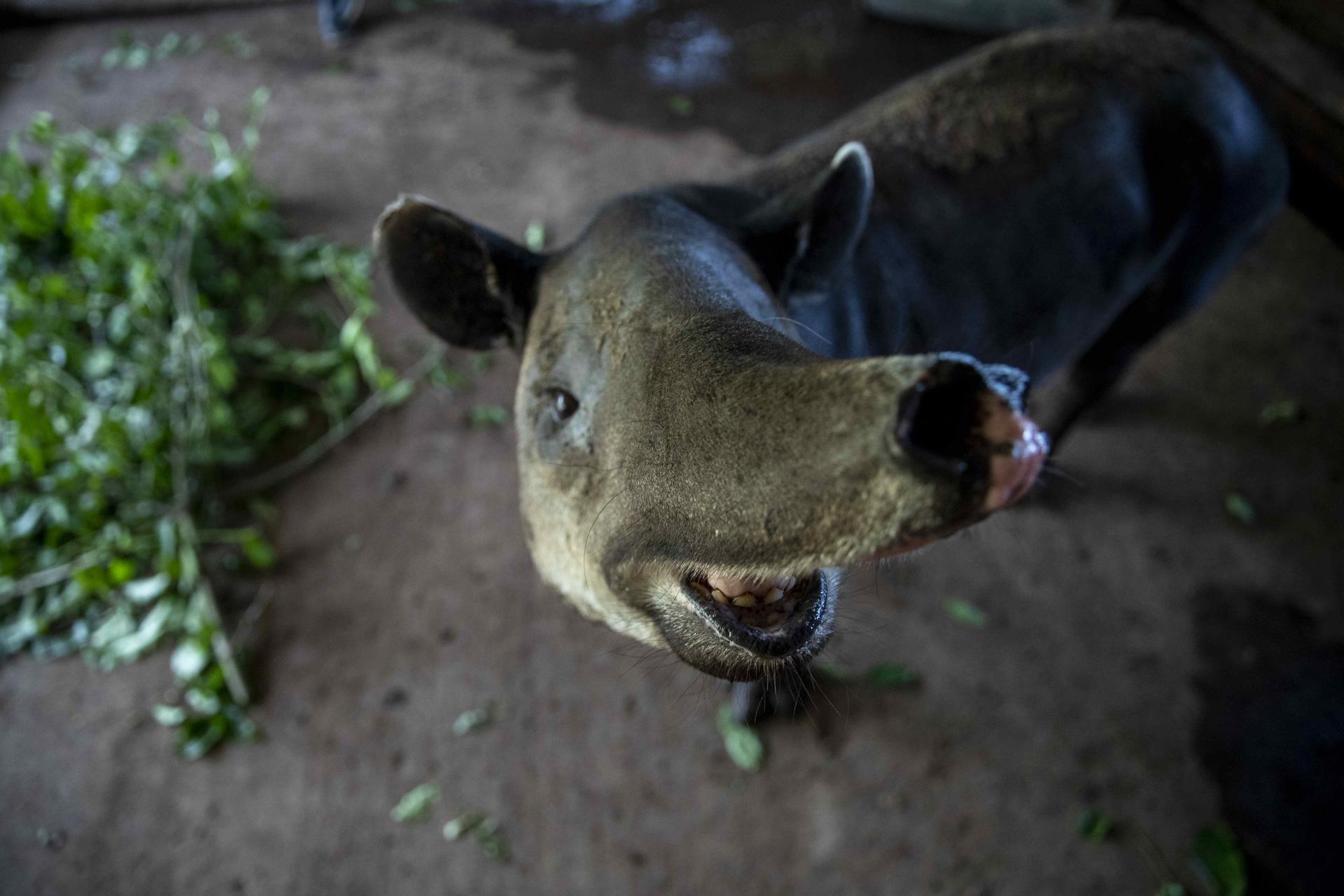 Photograph of a tapir (Danto), female, in the La Finca Los Cervantes private reserve in the city of Chinandega, Nicaragua 18 August 2023. A female tapir was released as part of a conservation program for the endangered species in the city of Chinandega. EFE/Jorge Torres