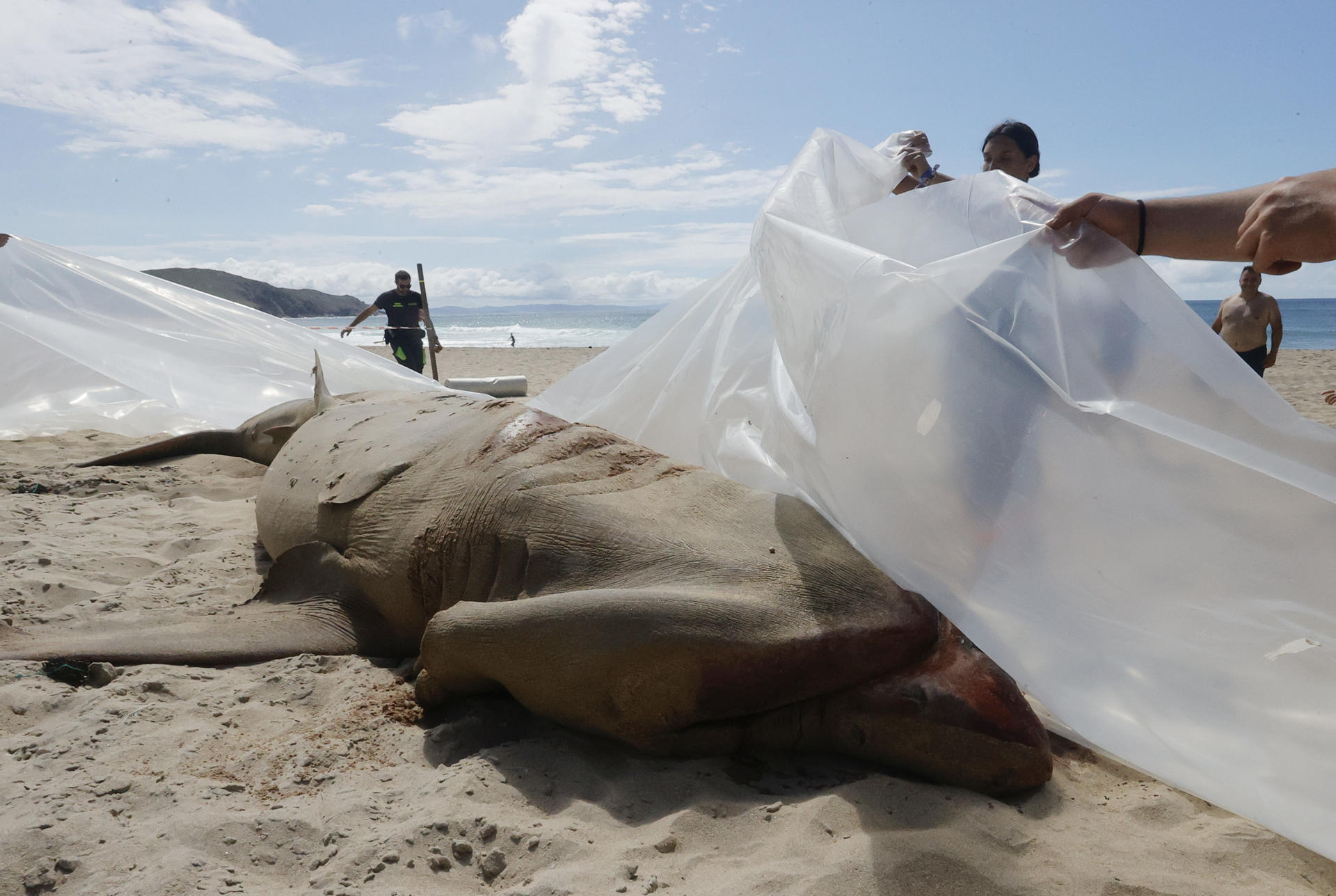 Una cría de tiburón peregrino de 10 metros y cuatro toneladas de peso aparece varada en la playa de Doniños de Ferrol. EFE/Kiko Delgado
