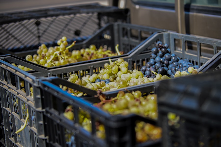 La vendimia termina con una cosecha un 15 % inferior y precios bajos para los viticultores