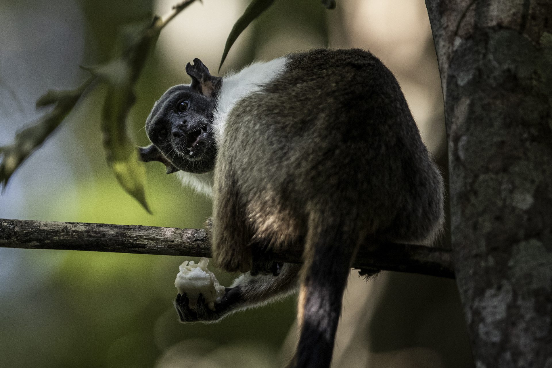 Fotografía de un mono de la especie tamarino calvo (Saguinis bicolor) dentro del área de protección ambiental Floresta Manaos, el 26 de julio de 2023, en Manaos (Brasil). EFE/Raphael Alves